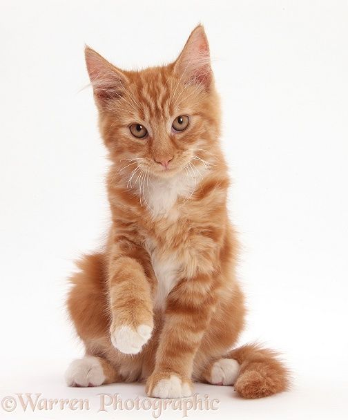 an orange and white kitten standing on its hind legs