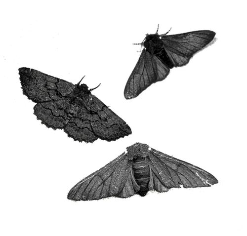 three moths flying in the air on a white background, one is black and the other is gray