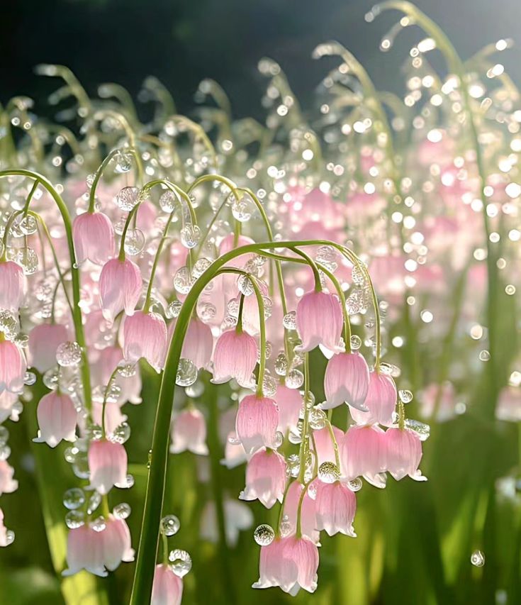 pink flowers with drops of water on them