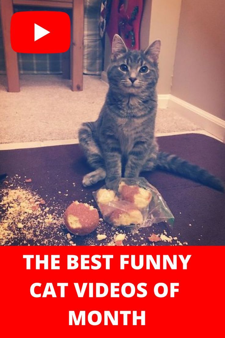 a cat sitting on the floor next to some cookies and doughnuts with caption that reads, the best funny cat videos of month