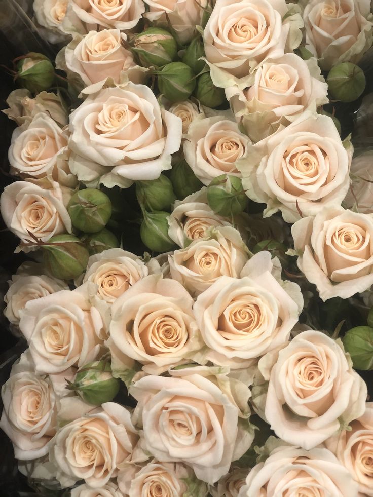 a bunch of white roses with green leaves