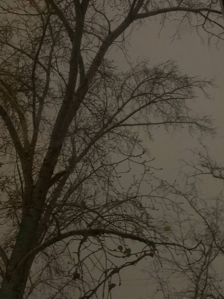 an umbrella is hanging from the top of a tree with no leaves on it, in front of a gray sky