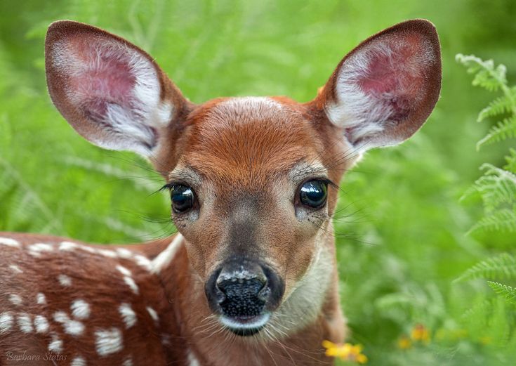 a young deer is looking at the camera