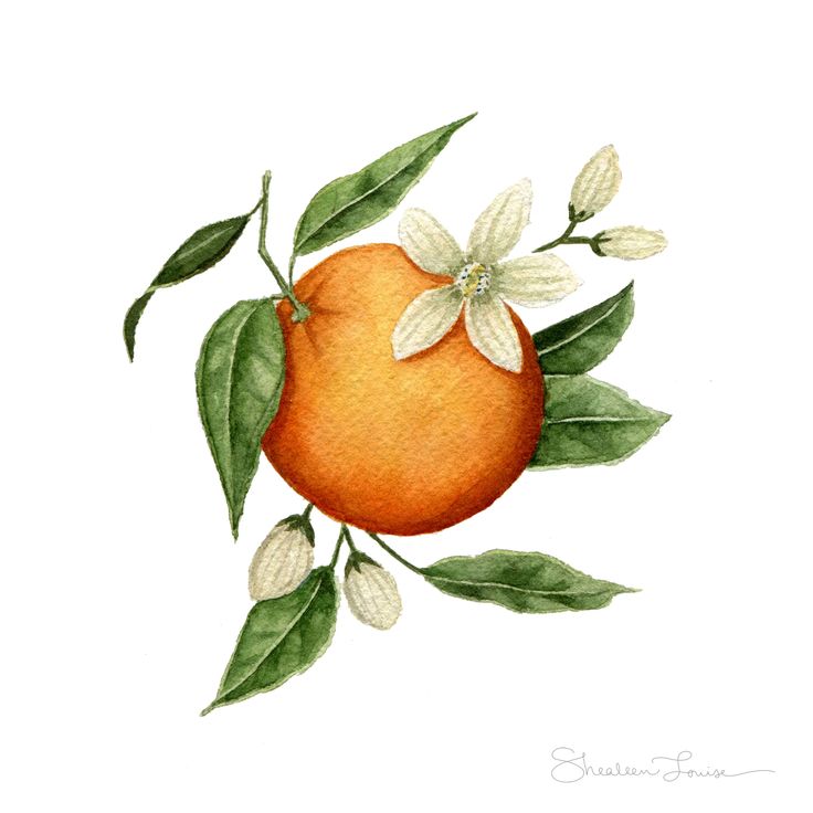 an orange with green leaves and flowers on it's side, painted in watercolor