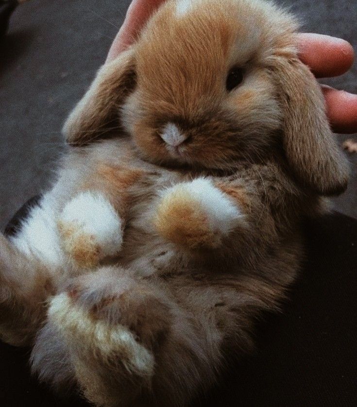 a person holding a small brown and white rabbit in their hand with it's front paws on the ground