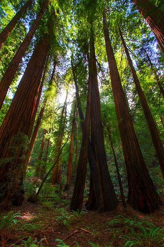 many tall trees in the forest with sunlight shining through them