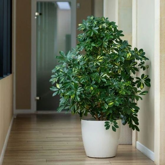 a potted plant sitting on top of a hard wood floor next to a door