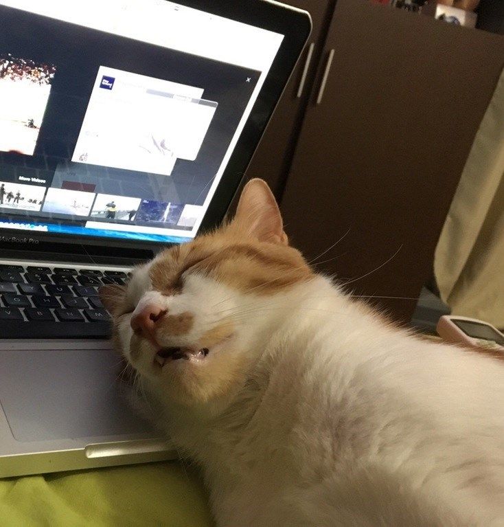 an orange and white cat laying on top of a laptop computer