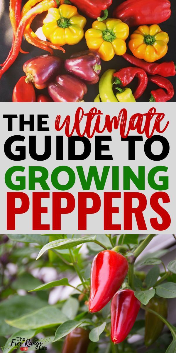 the ultimate guide to growing peppers