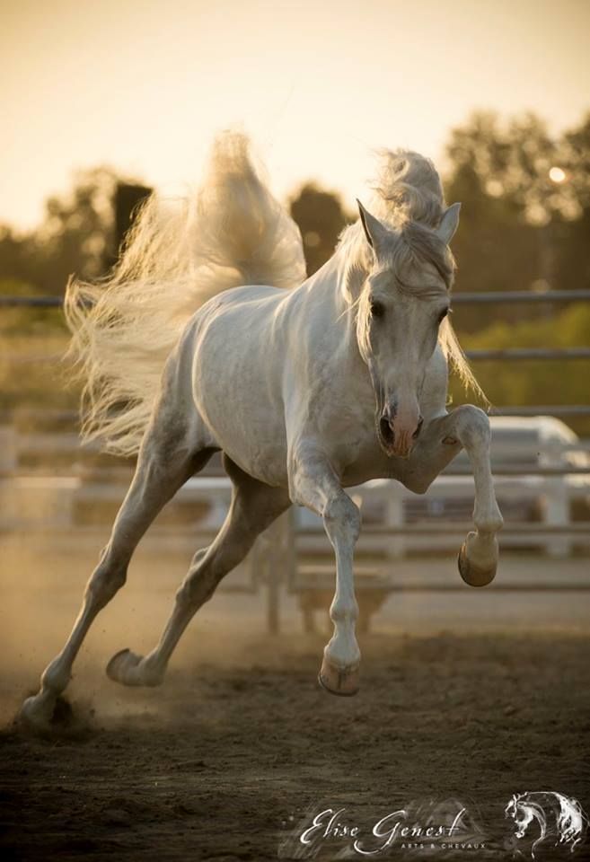 a white horse is galloping in an enclosed area