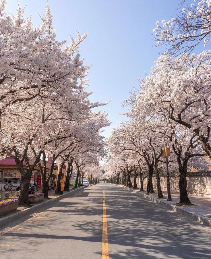 an empty street lined with cherry blossom trees