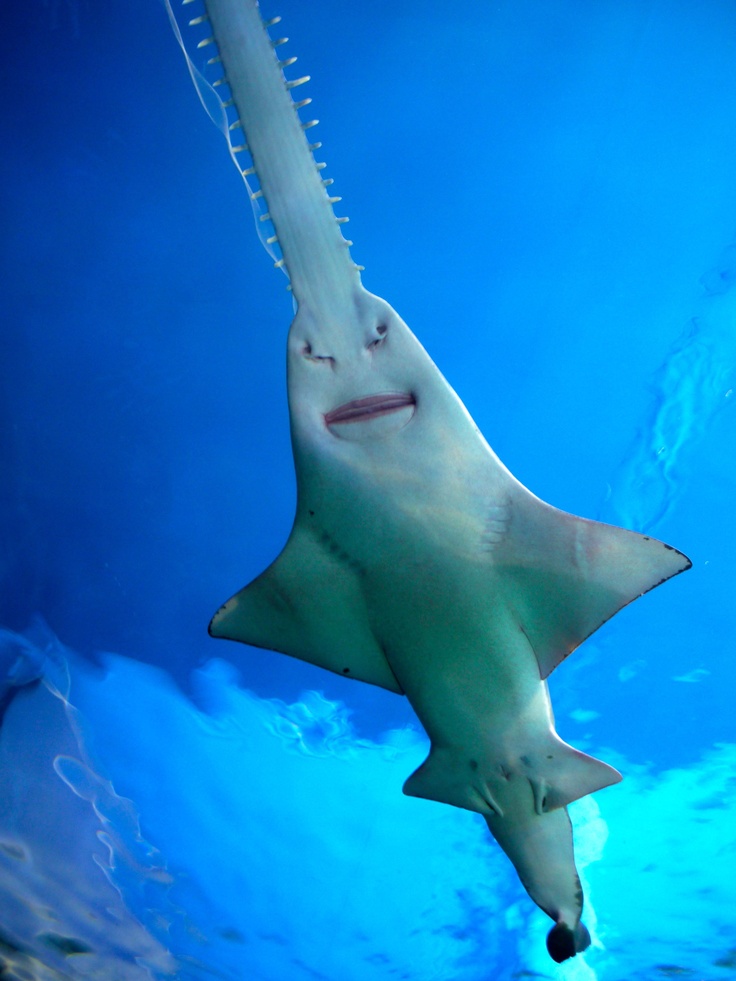 a shark swimming in the water with its mouth open