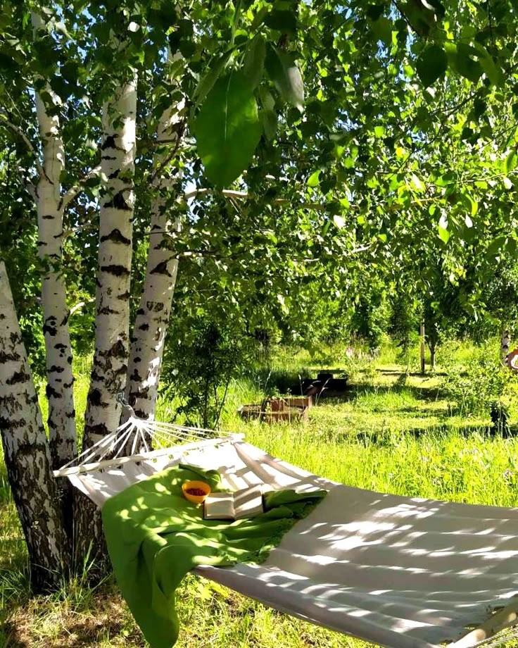 a hammock is set up in the shade by some birch trees and grass