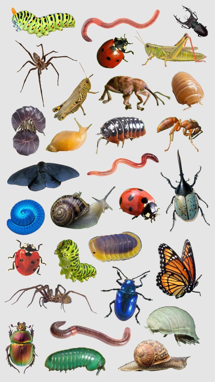 many different types of bugs and insects