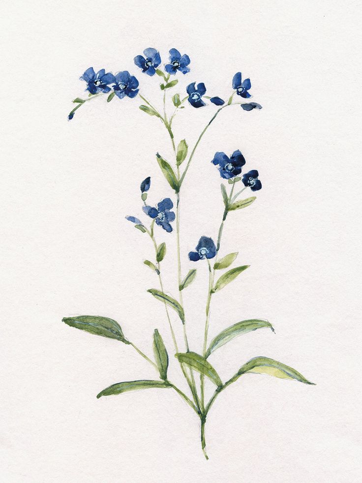 a painting of blue flowers on a white background