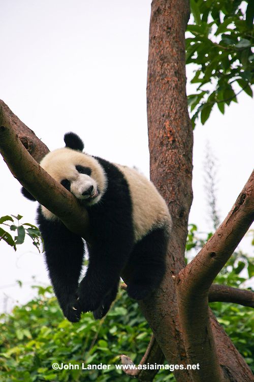 a panda bear climbing up a tree branch