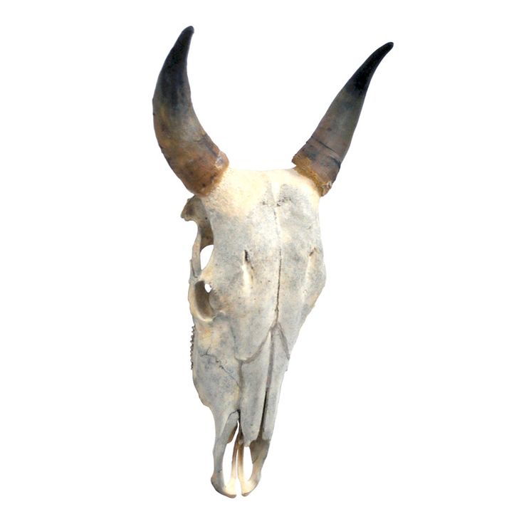 an animal's skull with horns is shown against a white background