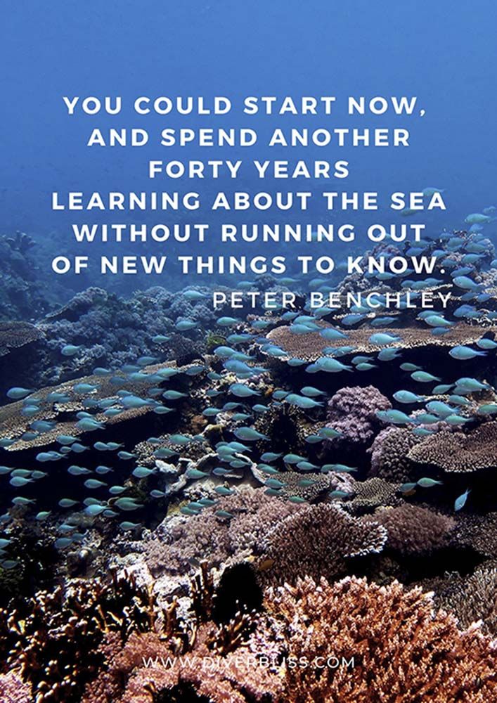 a quote from peter benchley on the ocean floor with blue and white fish in it