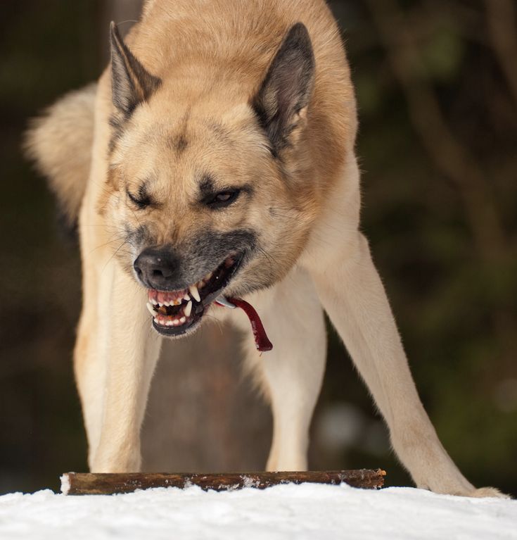 a dog with it's mouth open standing in the snow