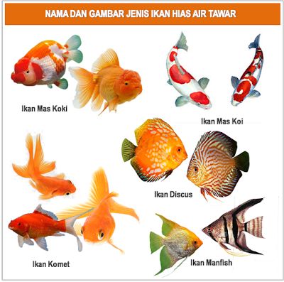 there are many different types of fish on this page, including goldfish and blue tangerines