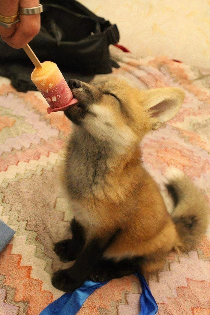 a small dog sitting on top of a bed eating an ice cream cone from a person's hand