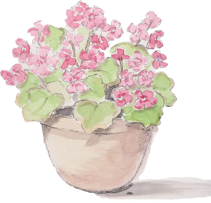 Pen and wash of Geraniums in a pot. This is the first from the flowers in pot serie I did to expand my pen and watercolor skills. Geranium In Pots, Watercolor Potted Flowers, Pot Of Flowers Drawing, Pot Drawing, Potted Geraniums, Pen And Wash, Flower Sketches, Wall Drawing, Pen And Watercolor