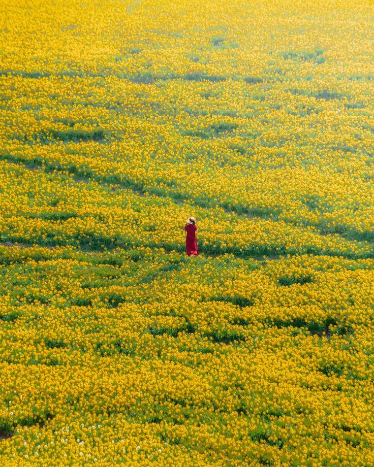 a person standing in a field of yellow flowers