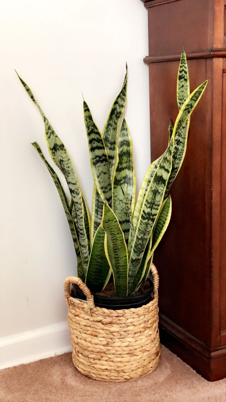 a snake plant in a basket on the floor