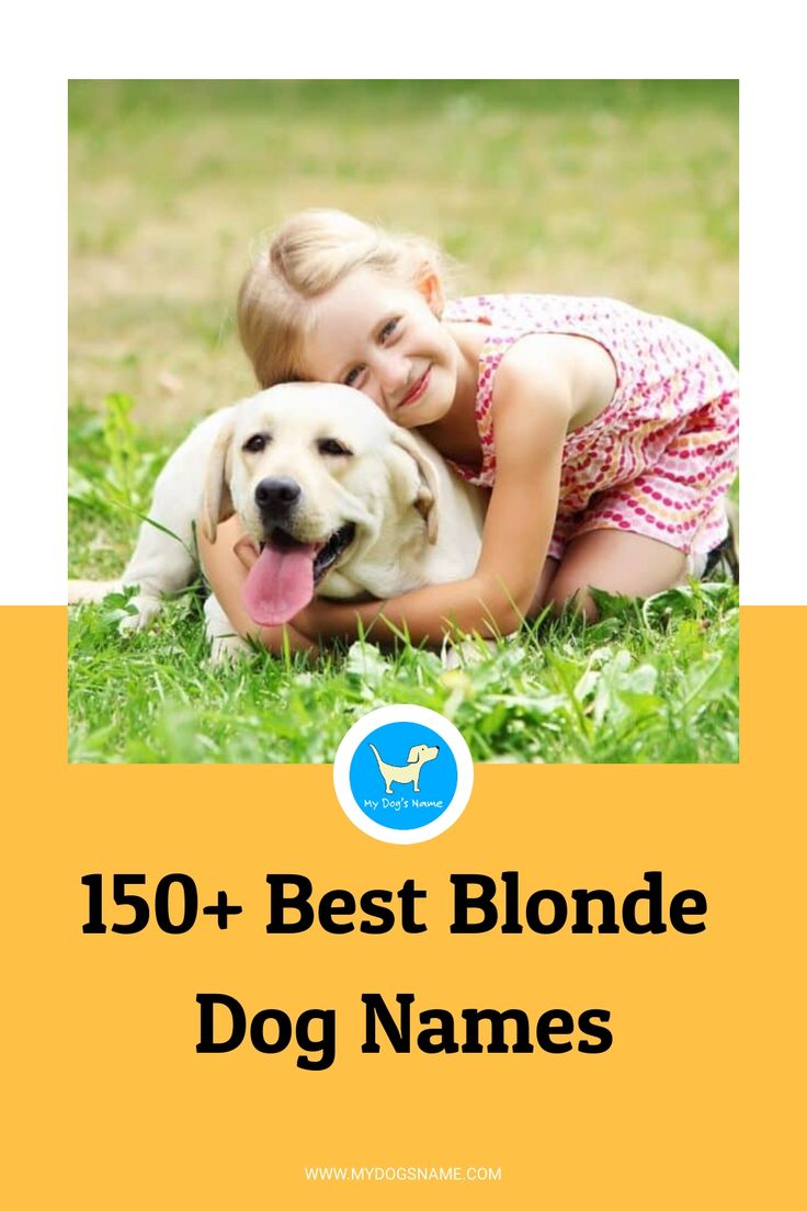 150+ Best Blonde Dog Names Golden Retriever Girl Names, Girl Pet Names, Blonde Dog, Golden Retriever Girl, Small Dog Names, Doodle Name, Famous Blondes, Golden Retriever Names, Girl Dog Names