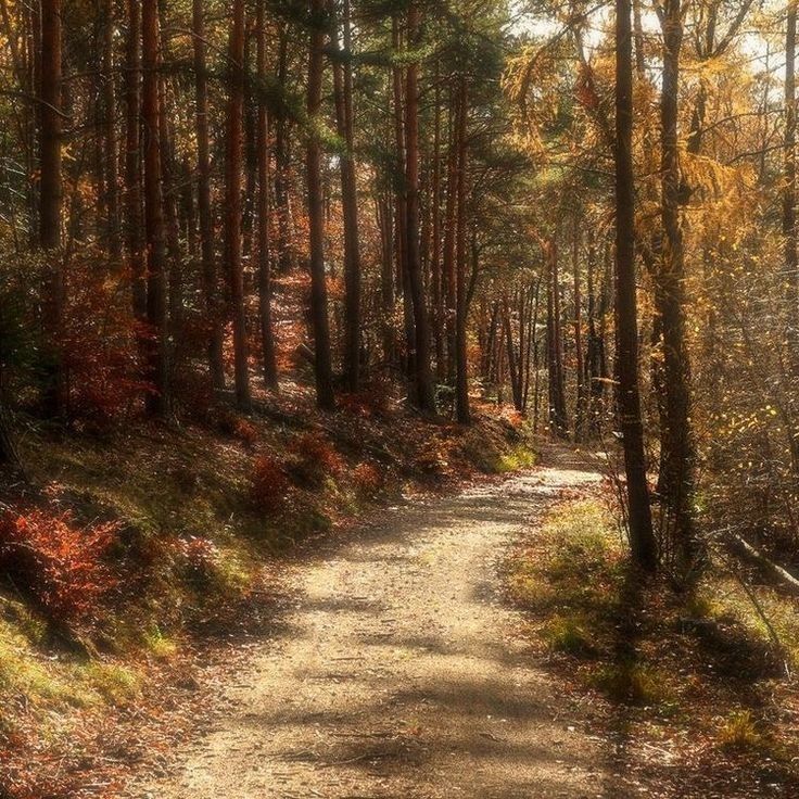 a dirt road surrounded by trees and leaves