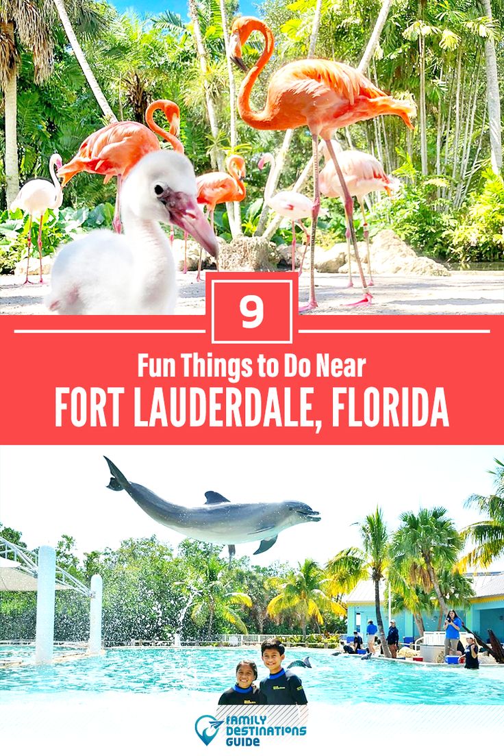 flamingos and dolphins in the water with text overlay that reads fun things to do near fort lauderdale, florida