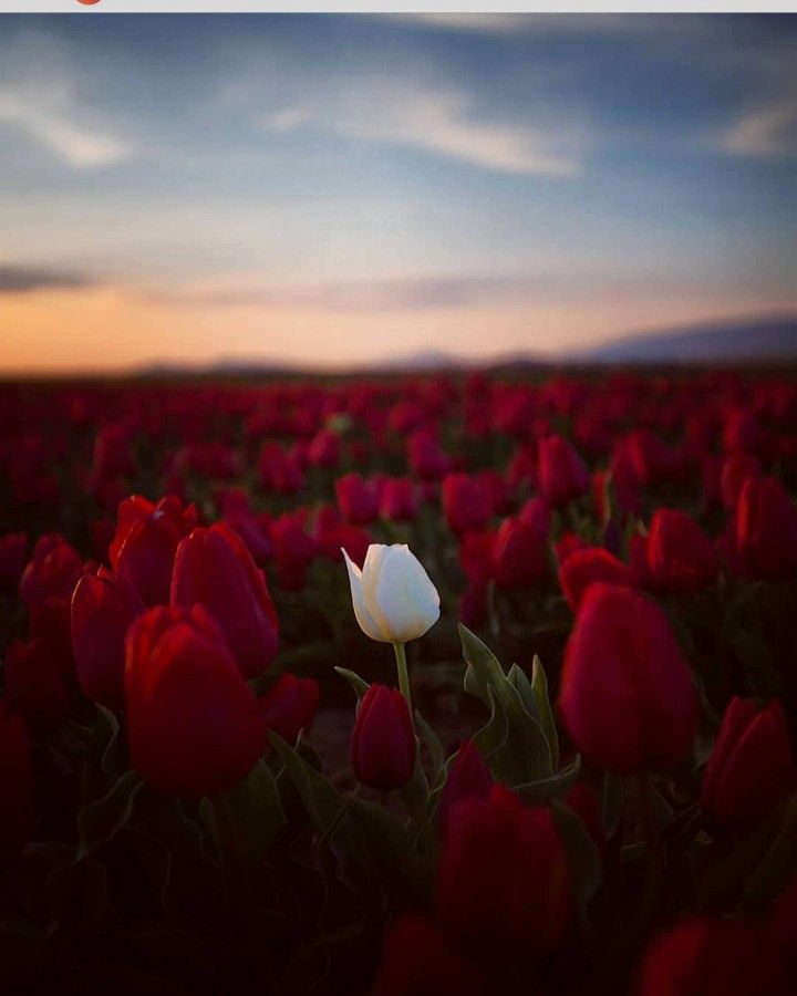 a white tulip in the middle of a field with red and green flowers at sunset