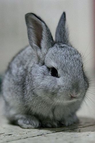 a small gray rabbit sitting on the ground