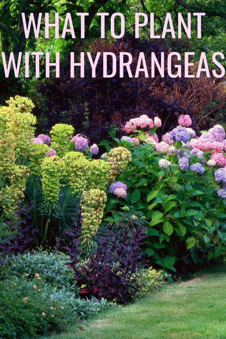 pink and purple hydrangeas mixed with other plants to form a hedge Ferns And Hydrangeas, Hydrangea Combinations, Landscaping Layout Design, Plant With Hydrangeas, What To Plant With Hydrangeas, Shade Landscaping, Pairing Ideas, Hydrangea Landscaping, Shade Garden Plants