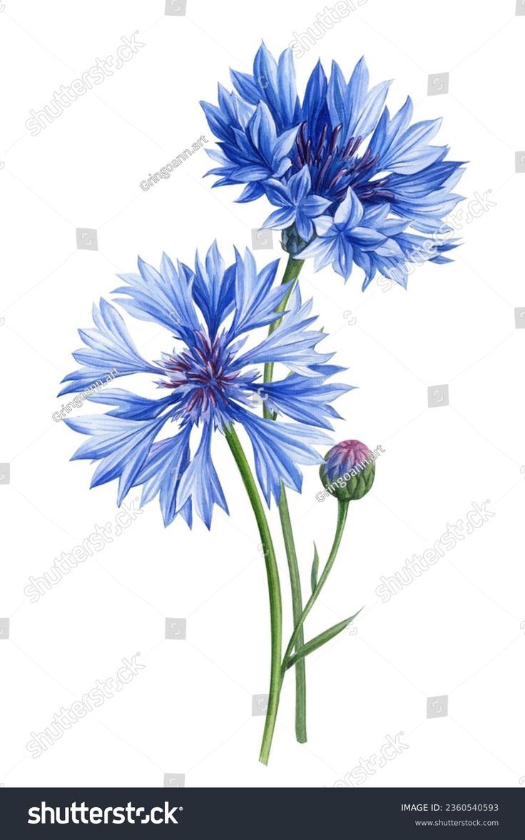 two blue flowers on a white background with clipping space for text or image,