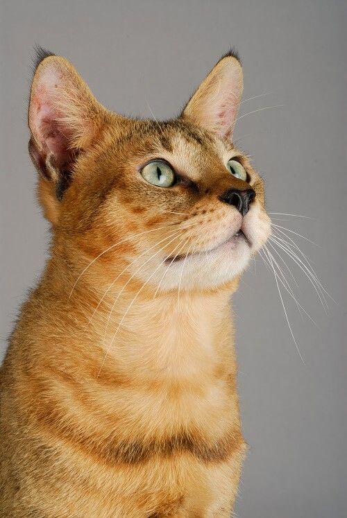 a close up of a cat with green eyes