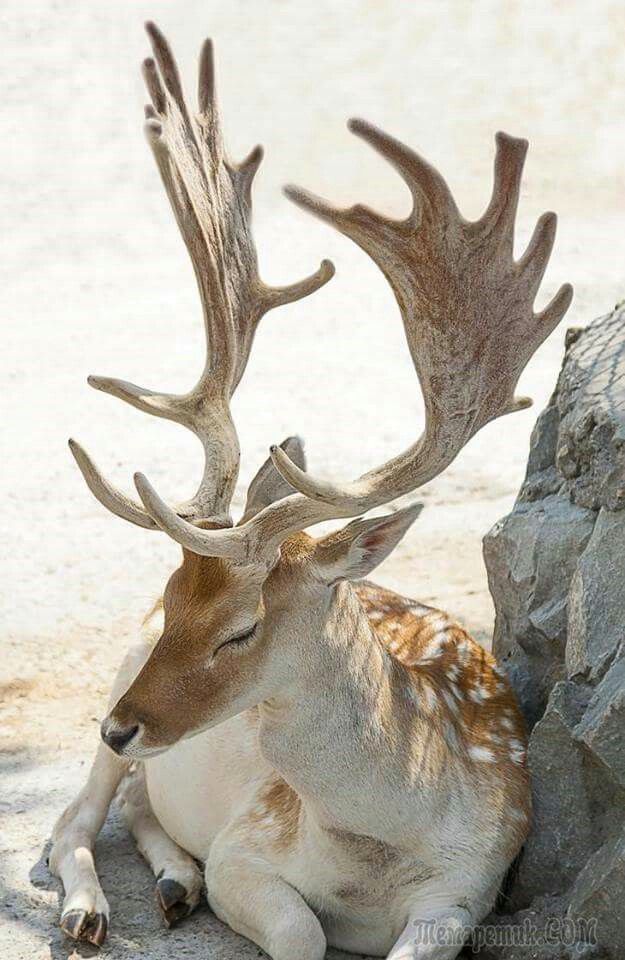 a deer laying on the ground next to a rock