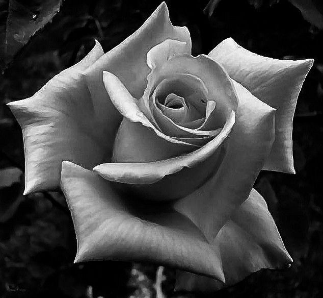 a black and white photo of a rose