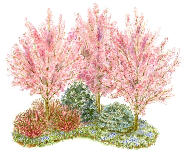 some pink trees and bushes on a white background