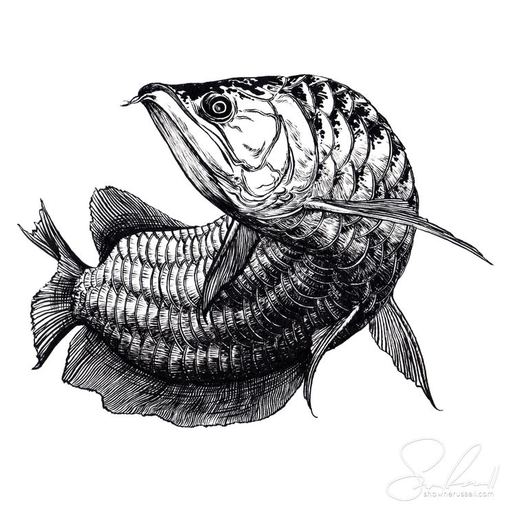 a drawing of a fish with its mouth open