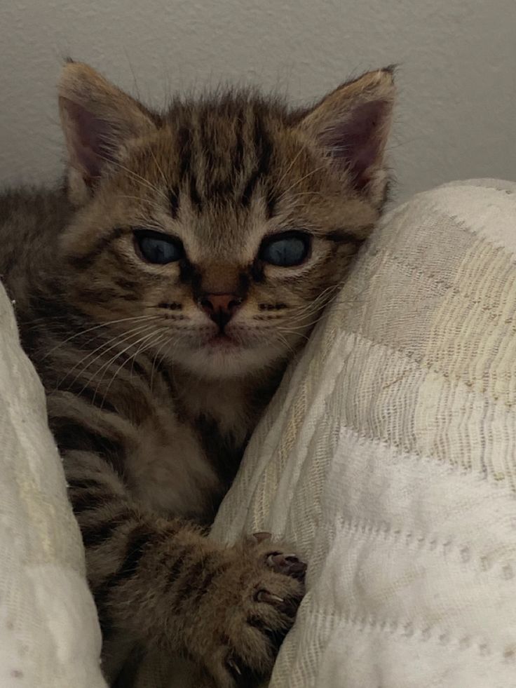 a kitten with blue eyes laying on top of a white bedding set and looking at the camera