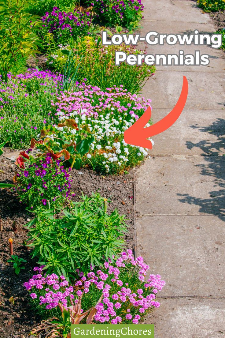 the garden path is lined with purple and white flowers, which are starting to grow