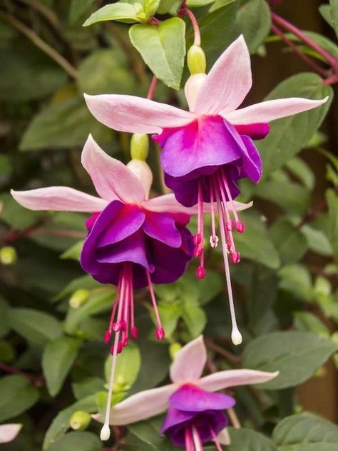 pink and purple flowers with green leaves in the background