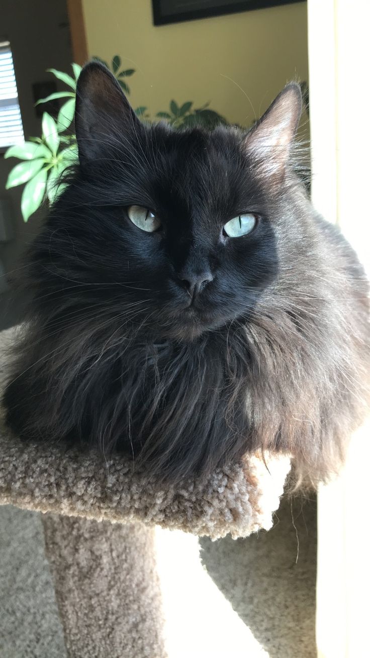 a fluffy black cat with blue eyes laying on a scratching post next to a potted plant