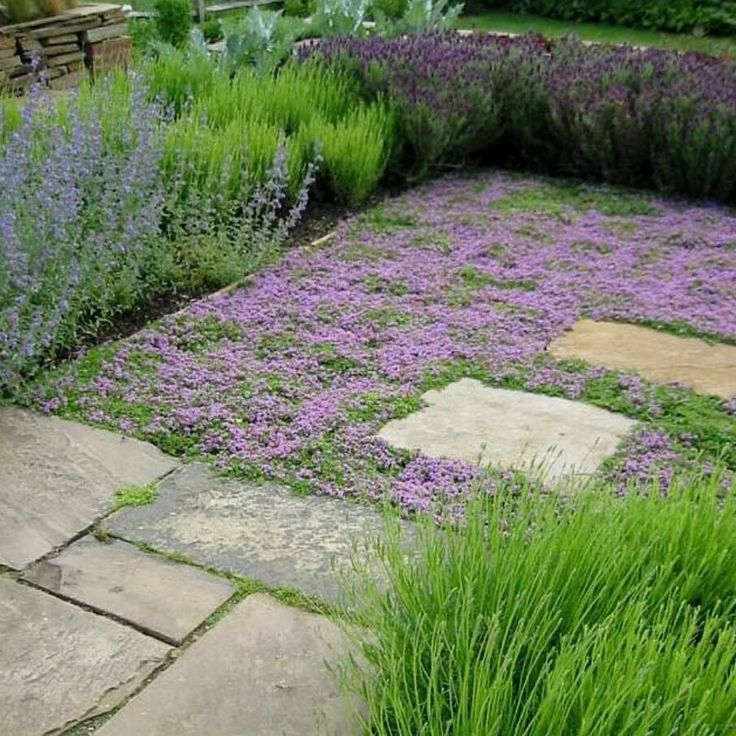 a garden filled with lots of purple flowers