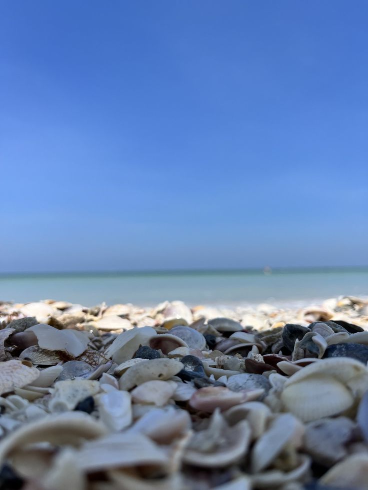 seashells and shells on the beach under a blue sky