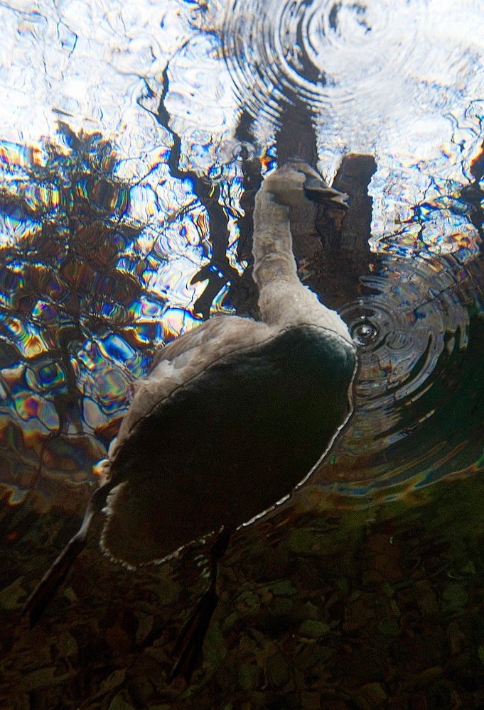 a duck is standing in the water with its head above the water's surface