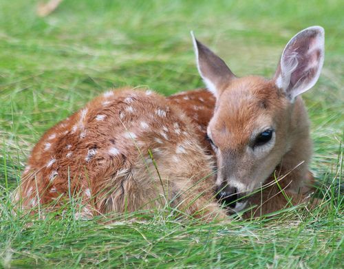 a baby deer is laying in the grass