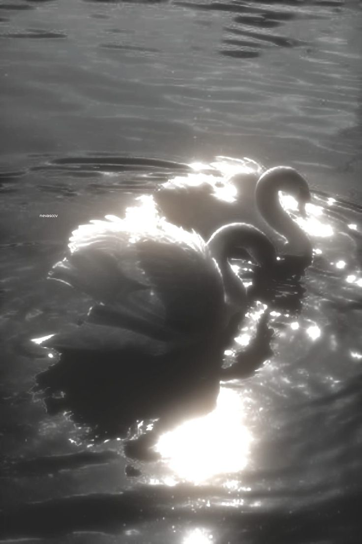 two black swans swimming in the water with sun shining down on it's back