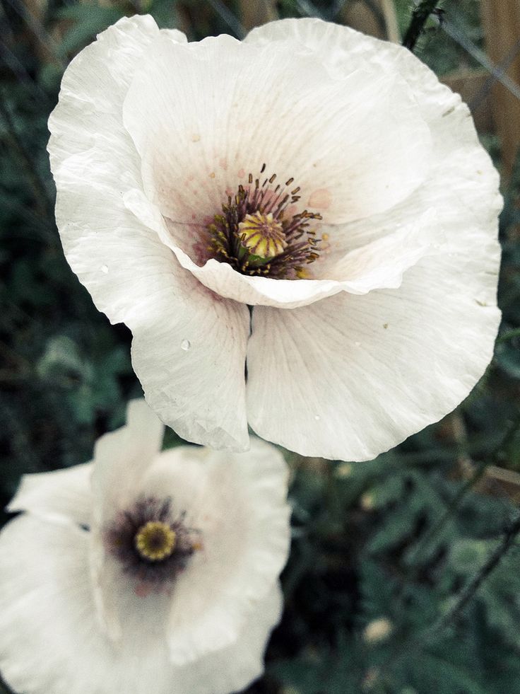 two white flowers in the middle of a field